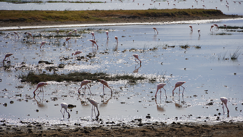 Ngorongoro, flamingosi